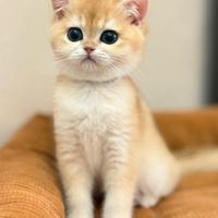 British shorthair
