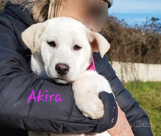 Akira in adozione