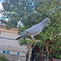 Piccioni addestrati per la caccia al colombaccio