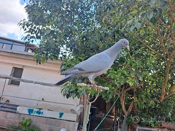 Piccioni addestrati per la caccia al colombaccio