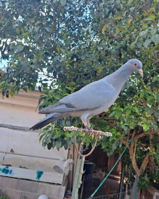 Piccioni addestrati per la caccia al colombaccio