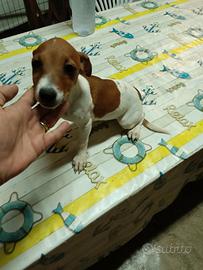 Jack Russell bianco arancio femmina