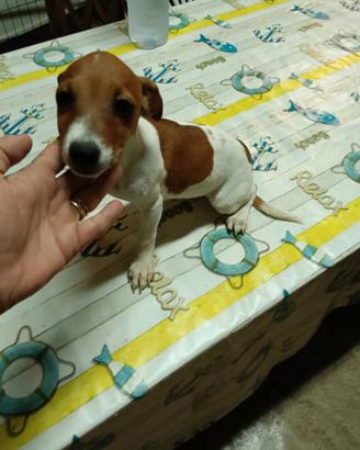 Jack Russell bianco arancio femmina