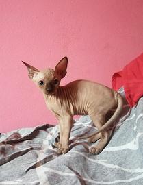 Cuccioli di Canadian Sphynx