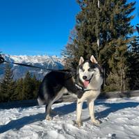 Husky maschio per accoppiamento