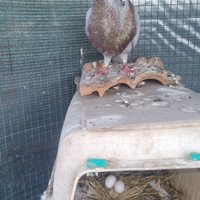 Colombi espagnoli gorguero