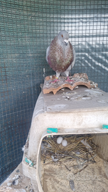 Colombi espagnoli gorguero