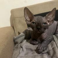 Cuccioli di gatto sphynx