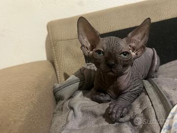 Cuccioli di gatto sphynx