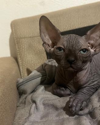 Cuccioli di gatto sphynx