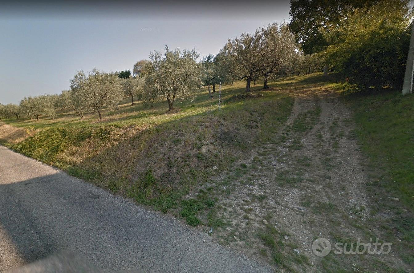 Terreno 7300mq con oliveto - Vista 2