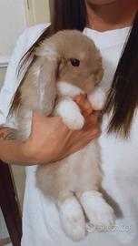 Coniglio Ariete mini loop