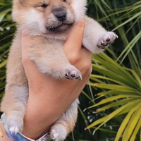 Cuccioli Shiba Inu con Pedigree Enci