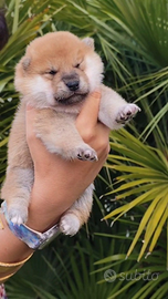Cuccioli Shiba Inu con Pedigree Enci