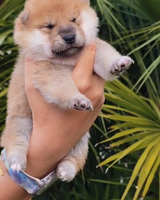 Cuccioli Shiba Inu con Pedigree Enci
