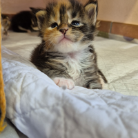 CUCCIOLI DI MAINE COON con Pedigree