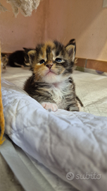 CUCCIOLI DI MAINE COON con Pedigree