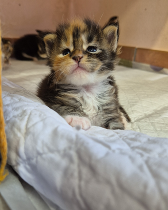 CUCCIOLI DI MAINE COON con Pedigree
