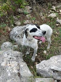 Pointer bianco nero , con pedigree iscritto enci