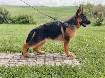 Cucciola di pastore tedesco 5 mesi