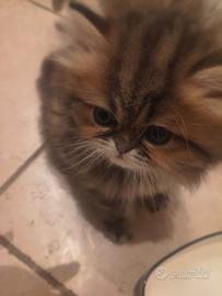Gattina persiano