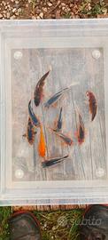 Carpe koi - 10/14 cm circa