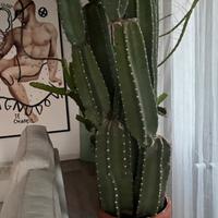 Cactus colonnare 100 cm