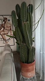 Cactus colonnare 100 cm