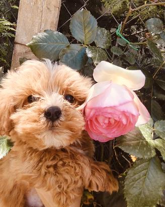 Sunny cuccioli di Maltipoo genitori visibili
