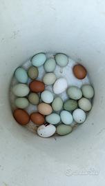 Galline
