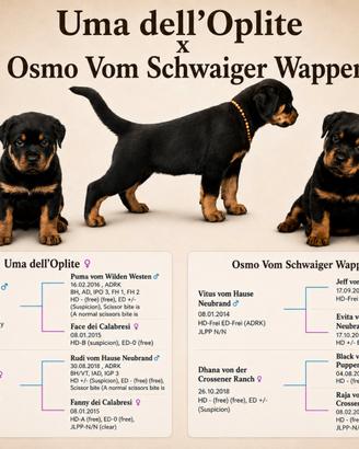 Cuccioli rottweiler
