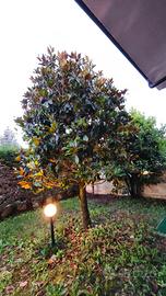 magnolia e alloro