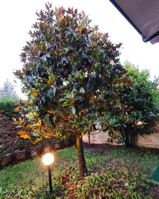 magnolia e alloro