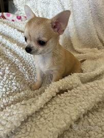 Chihuahua