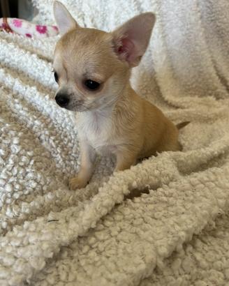 Chihuahua