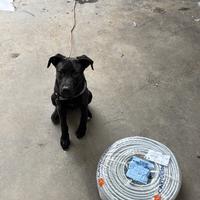 Cucciolo di 6 mesi vaccinato e svermato