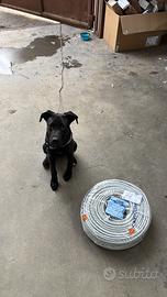 Cucciolo di 6 mesi vaccinato e svermato