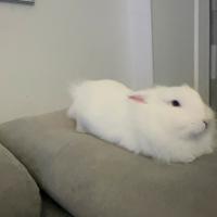 Coniglio testa di leone