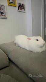 Coniglio testa di leone