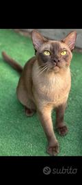 Gatti burmesi