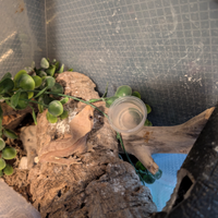 Geko ciliatus