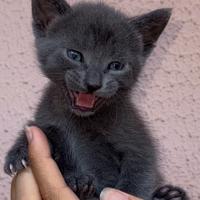 Due gattine affettuose