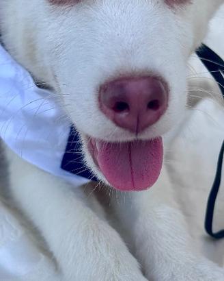 Siberian Husky pedigree enci consegna tutta Italia