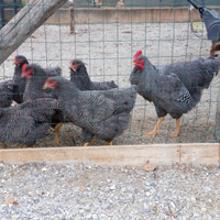 Marans , Plymouth rock,collonudo olive Egger