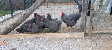 Marans , Plymouth rock,collonudo olive Egger