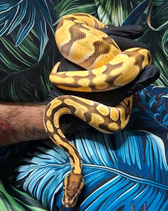 Pitone reale femmina