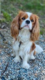 Cavalier King disponibile per monta