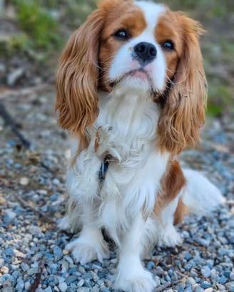 Cavalier King disponibile per monta