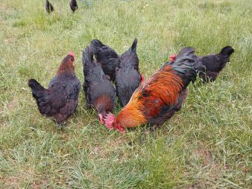 Galletto Marans