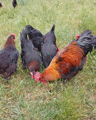 Galletto Marans